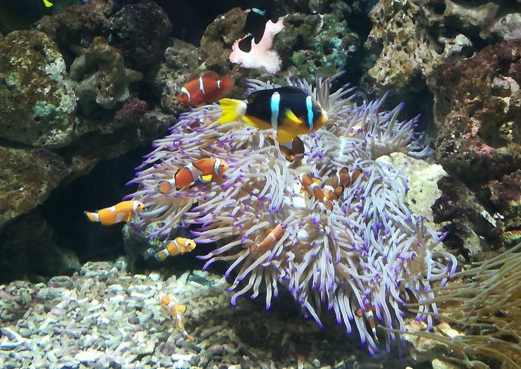 Livorno Aquarium (Acquario di Livorno)